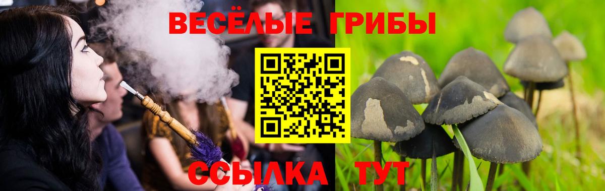 Псилоцибиновые грибы Cubensis  Берёзовский  Псилоцибиновые грибы Psilocybine cubensis 